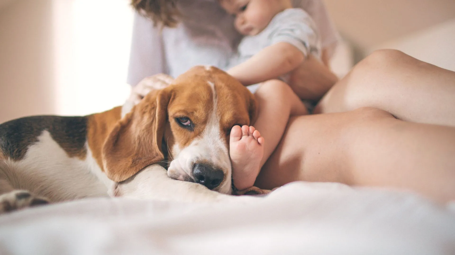A beagle resting peacefully on soft ivory bedding at home