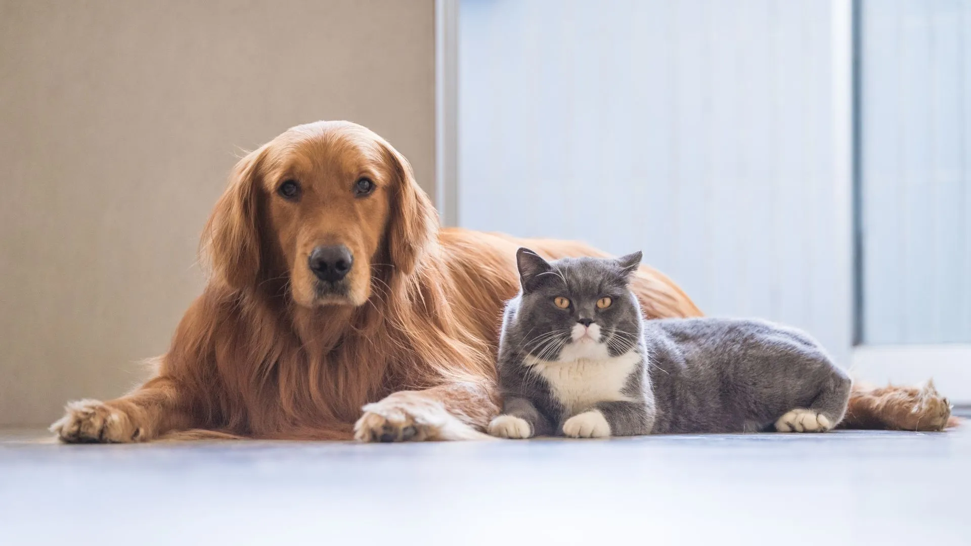 A gray cat resting quietly beside a golden retriever