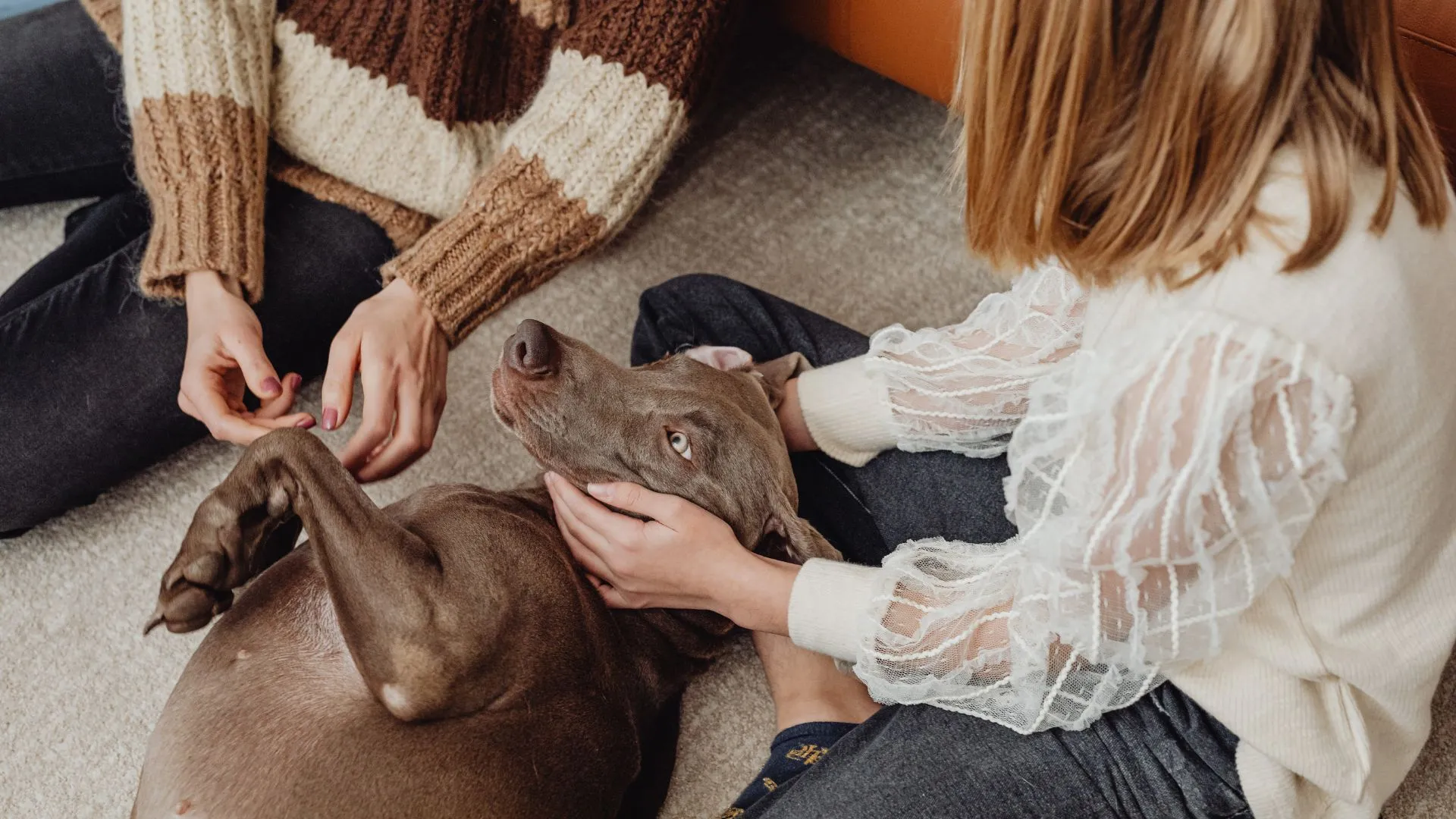 A family gently comforting their dog at home in Orange County
