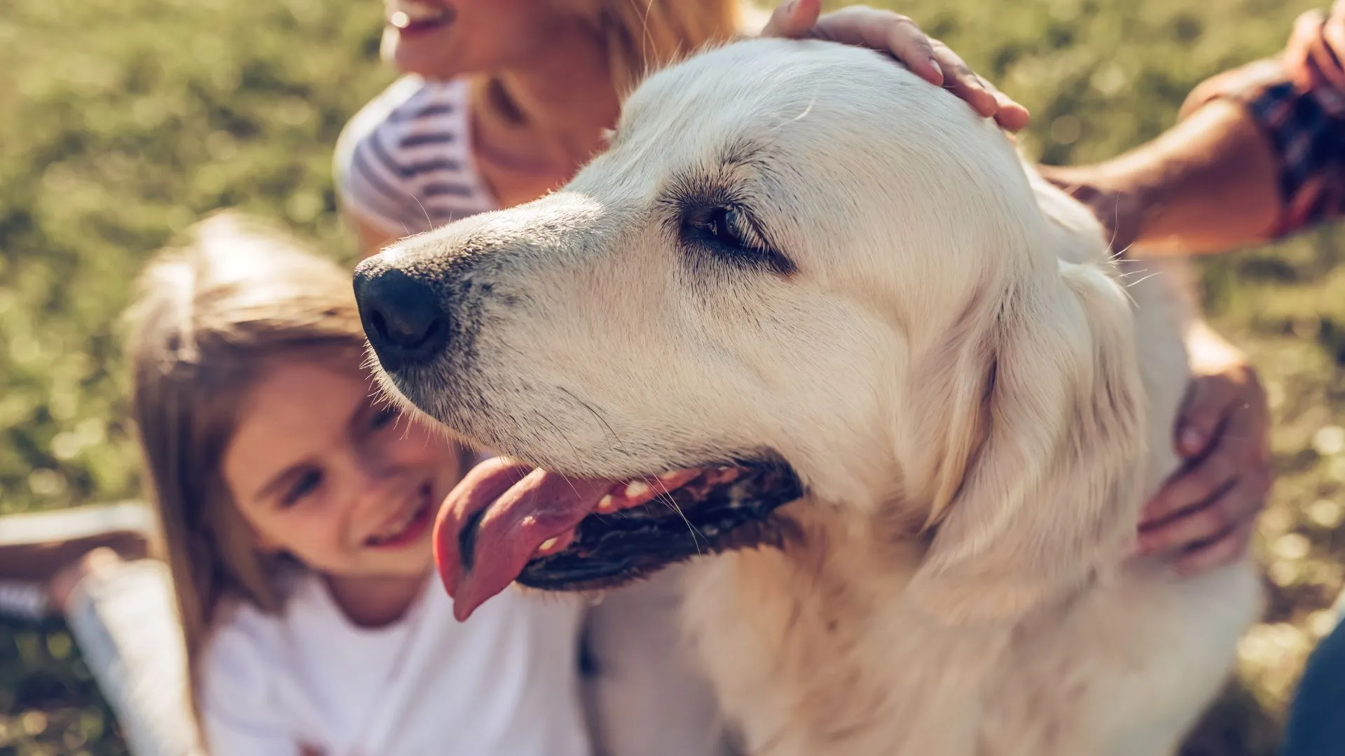 A cream golden retriever resting outdoors close to its family