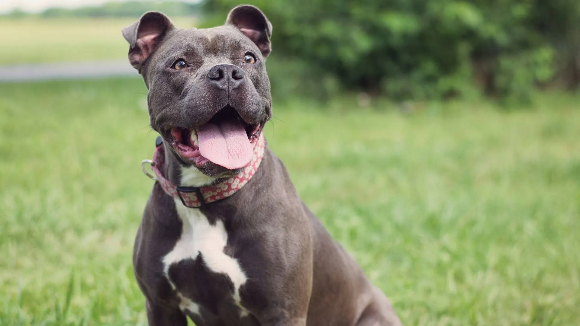 A gray pit bull terrier sitting happily in the grass — every breed is welcome in our care