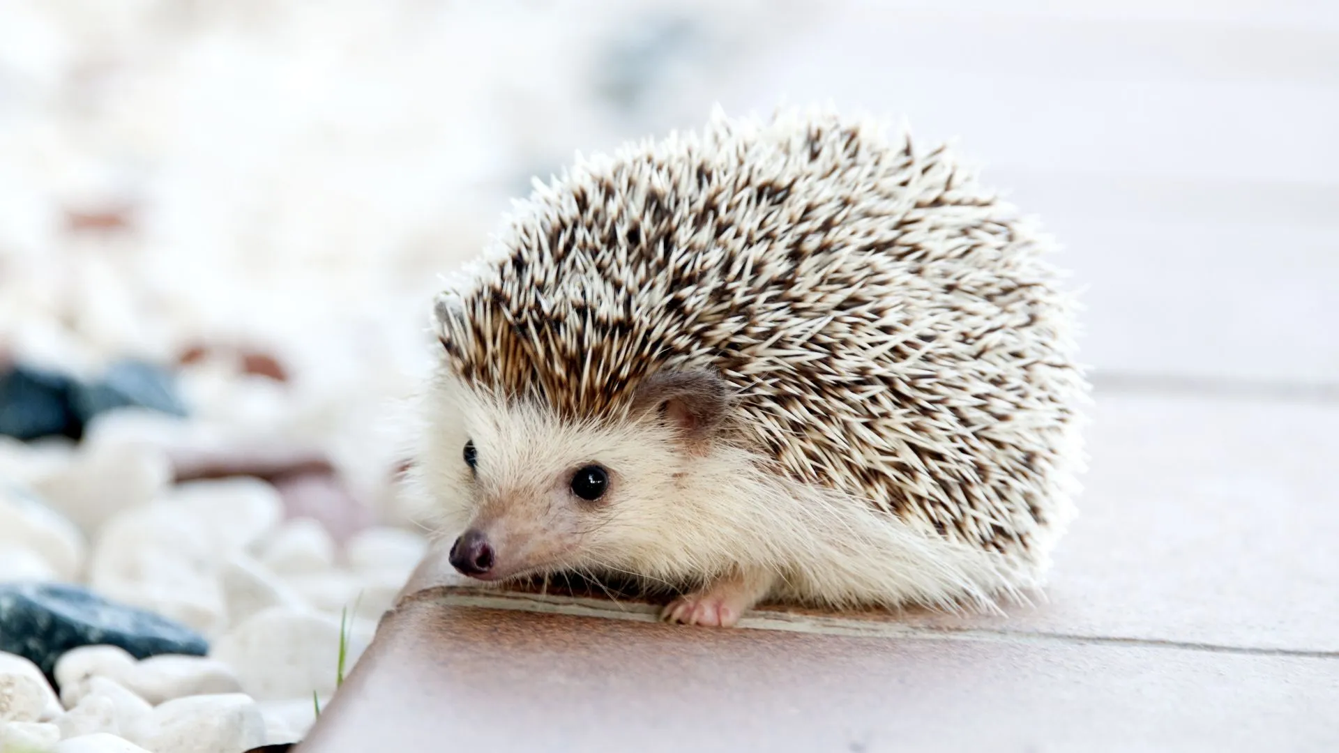 A small hedgehog resting on a wooden ledge — every companion is welcome in our care