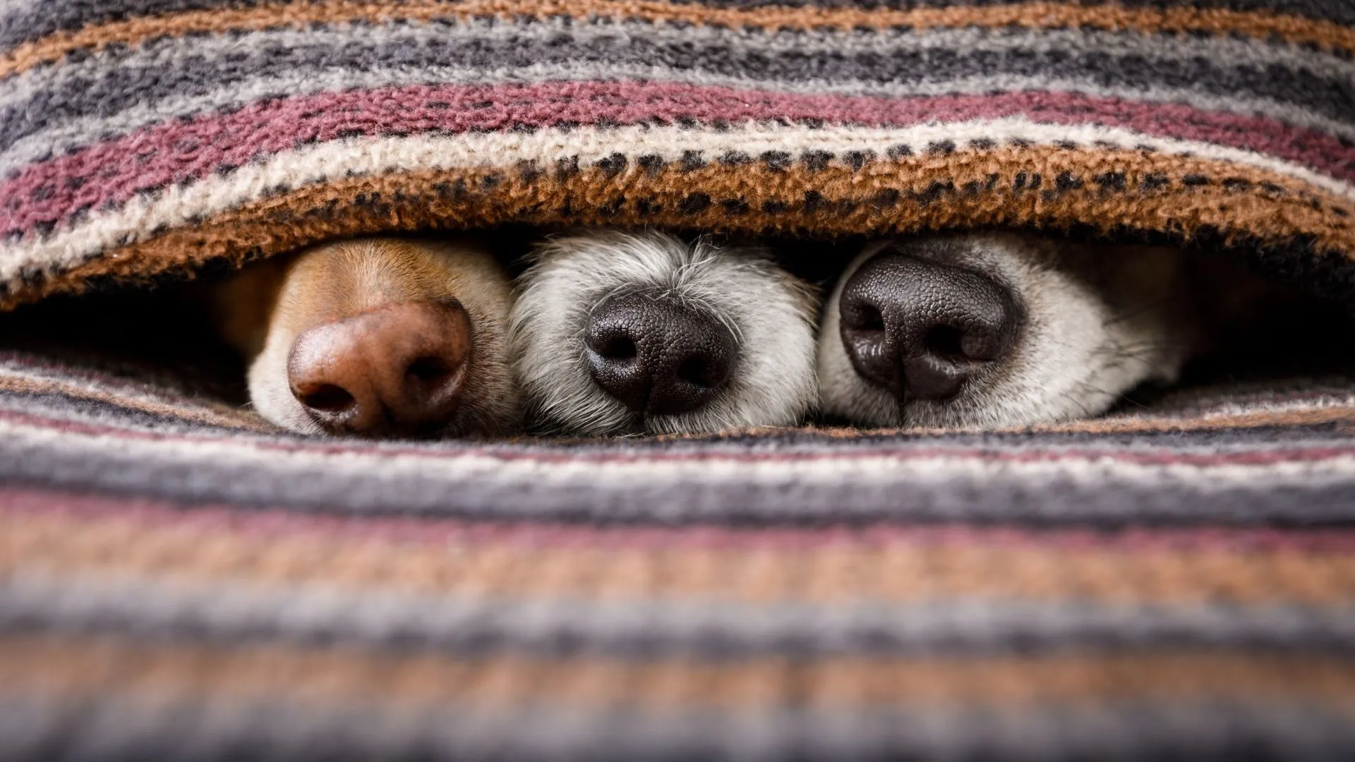 Three dogs resting together under a soft wool blanket