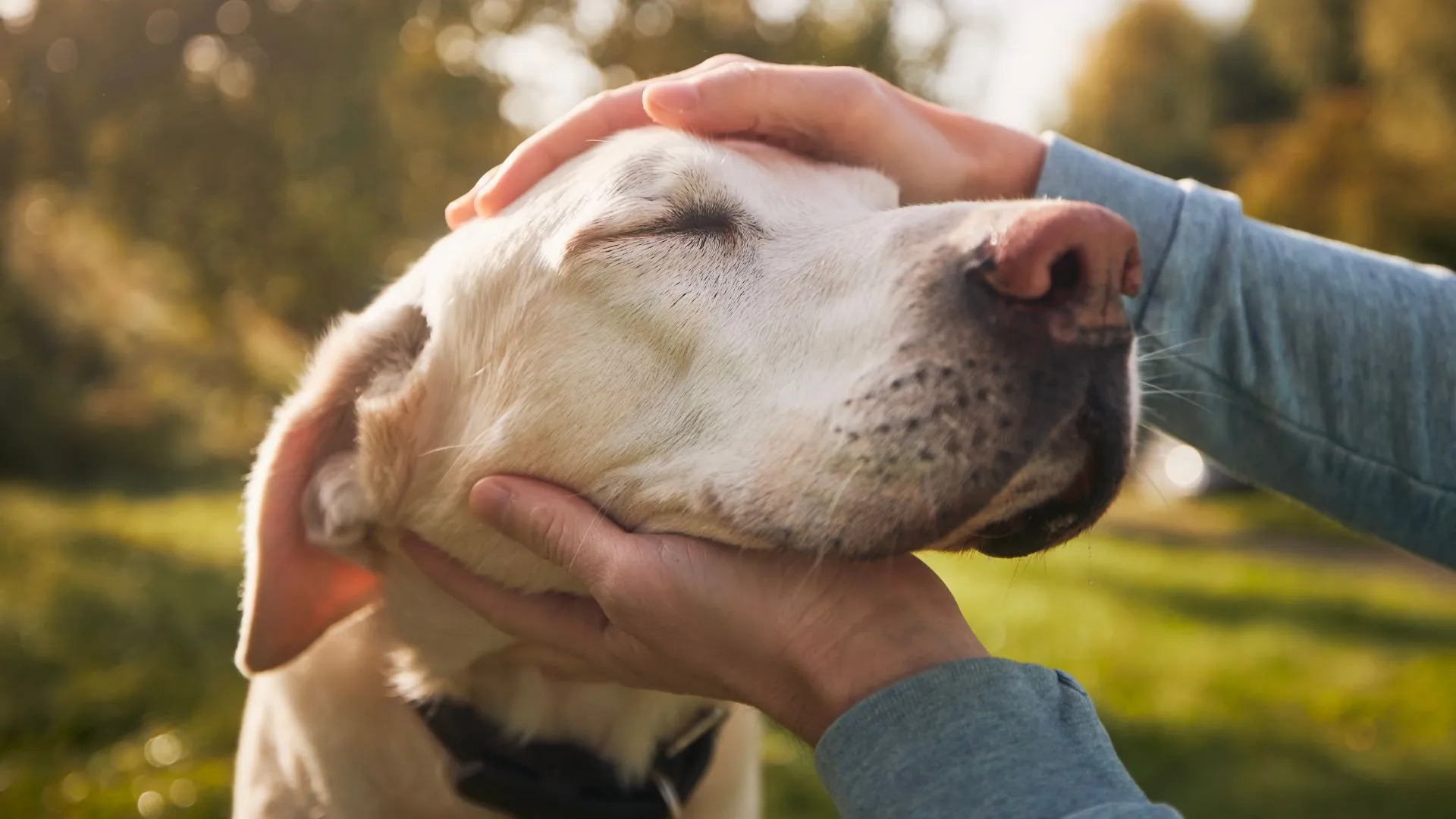 Hands gently cradling the face of a senior labrador in golden light
